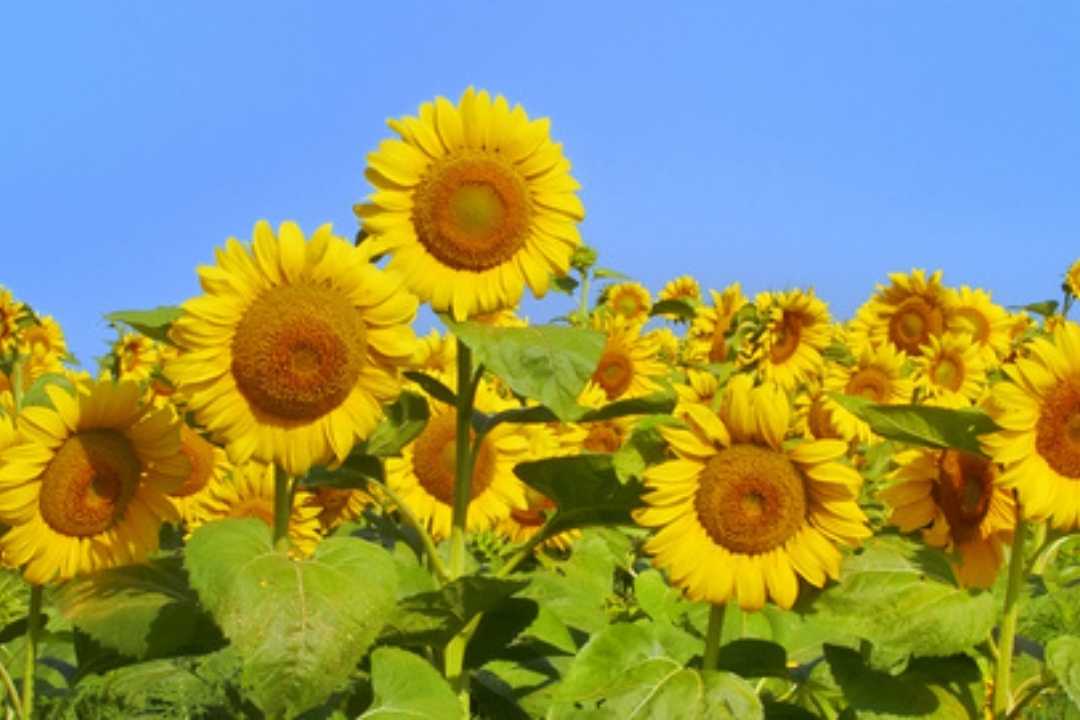 sunflowers things I should have said unfinished business