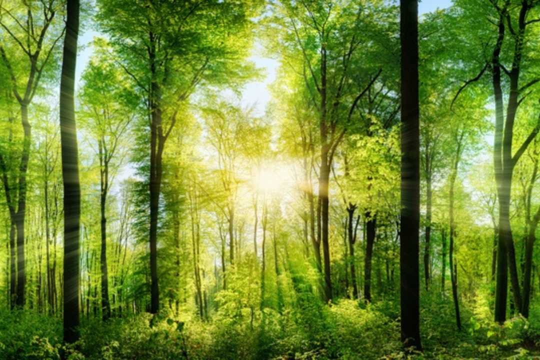 forest and the sun conversations with self