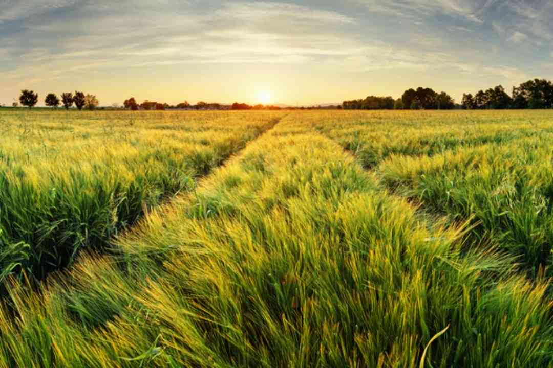 trauma recovery