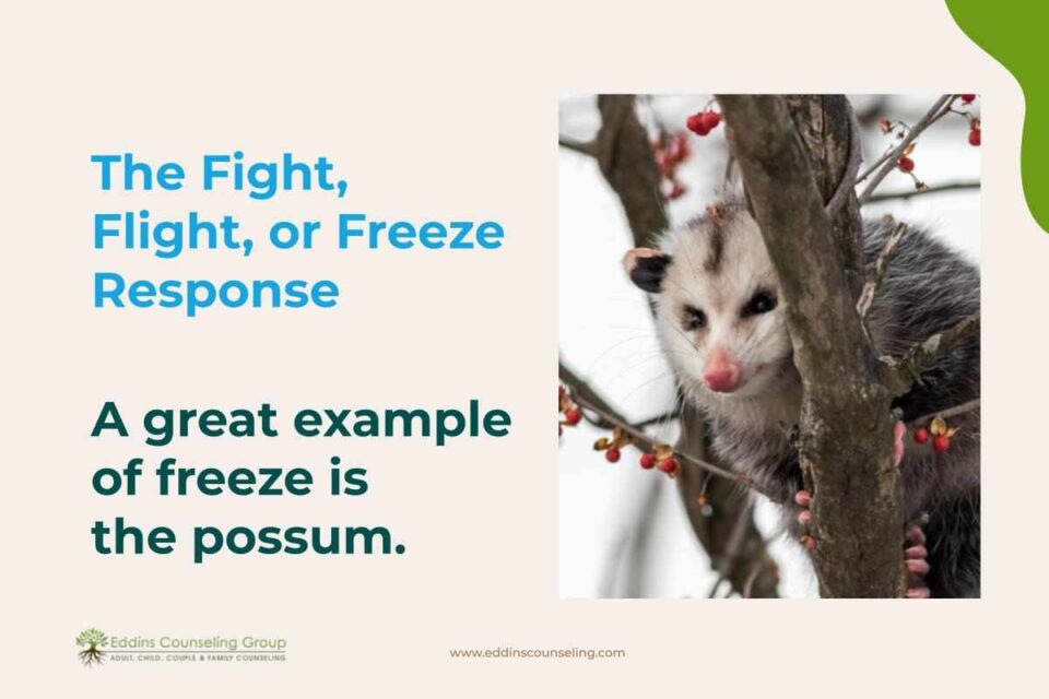 fight flight or freeze possum