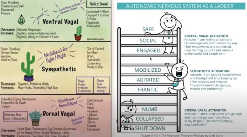 Autonomic Nervous System as a Ladder