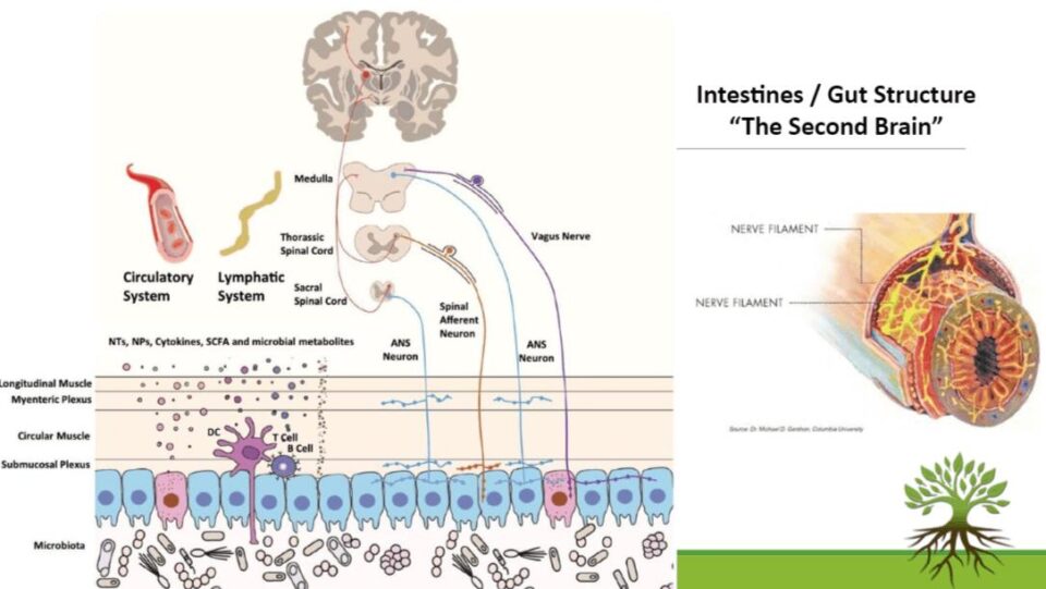 Intestines - Gut Structure