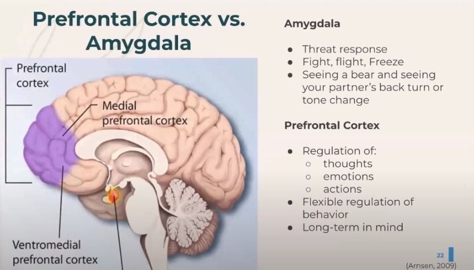 Prefrontal Cortex vs. Amygdala
