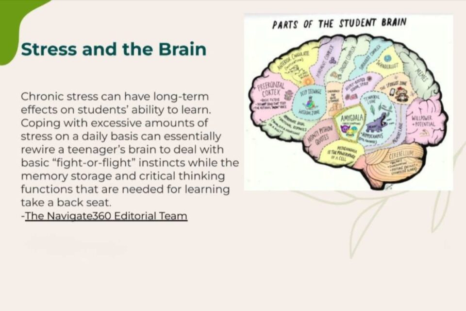 Stress and the Brain