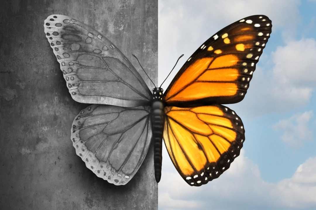changing butterfly is like managing mental health in times of stress