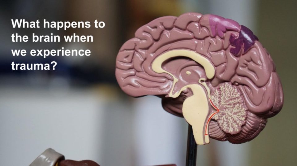 What happens to the brain when we experience trauma