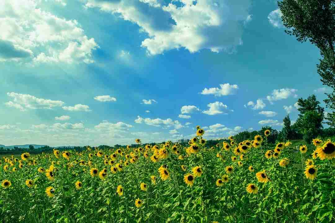 childhood trauma can be helped with therapy offering hope like sunflowers in a field