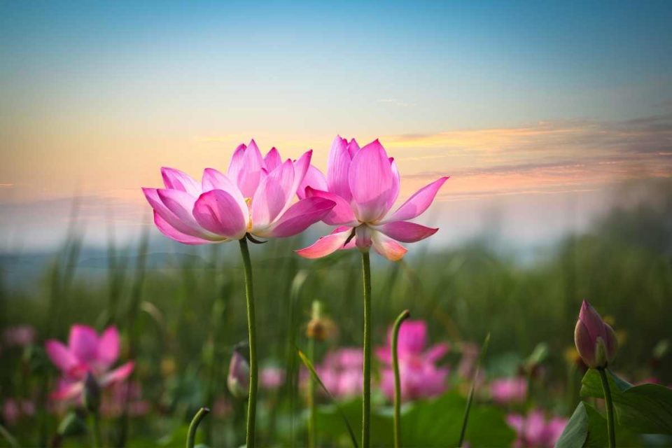 how to boost your well being lotus flower sunset