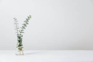 Plant on desk