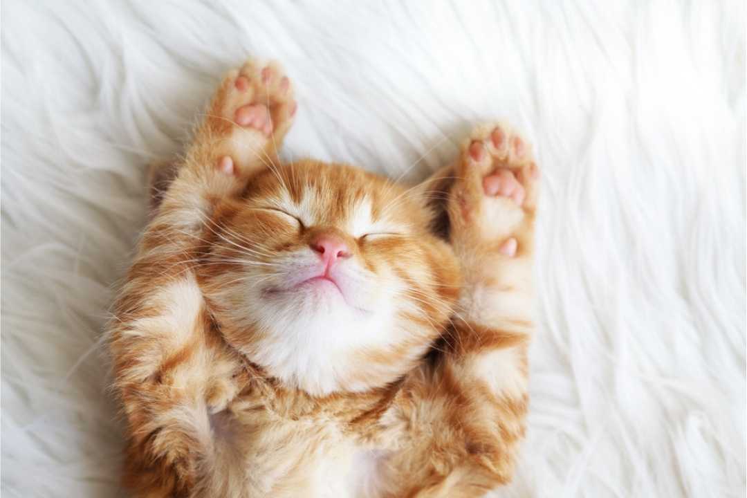 progressive muscle relaxation