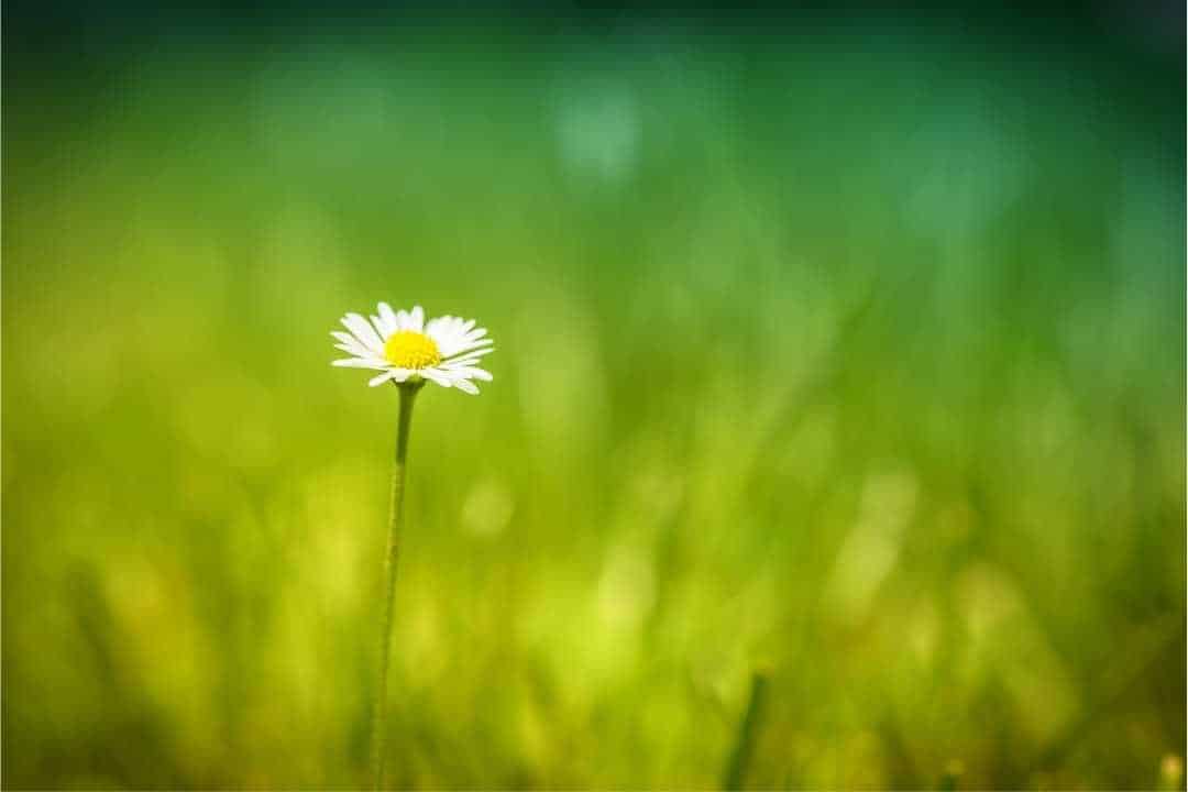 social distancing single daisy flower